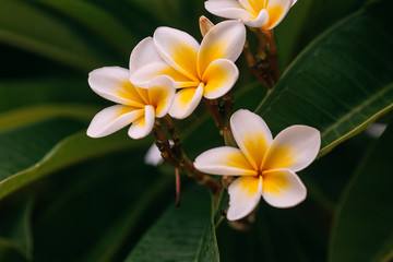 Fototapeta na wymiar Plumeria alba - tropical white flower