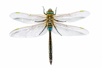 Küchenrückwand glas motiv Macro shots, showing of eyes dragonfly and wings detail. Beautiful dragonfly in the nature habitat. © blackdiamond67