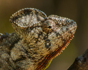close up of parson chamaleon madagascar