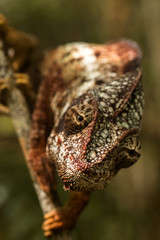 head on panther chamaleon madagascar