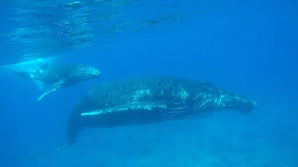 Naklejka premium Humpback mother with calf close up underwater