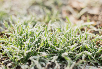 Frozen green grass on meadow at sunrise, Plants for abstract natural background.