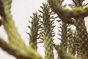 Green Cactus succulent stock photo