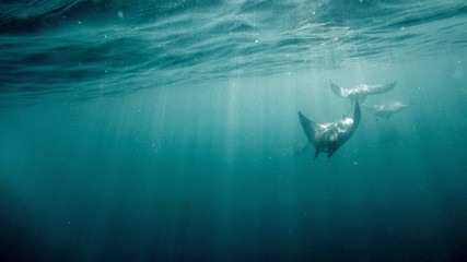 Devil Rays/ Mobula rays swimming right under surface picture under water In the Sea of Cortez Baja California/Mexico