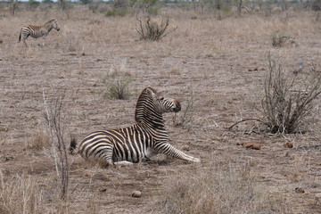 Fototapeta na wymiar Zebra stretching