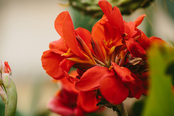 Canna Lily red flower IN GARDEN