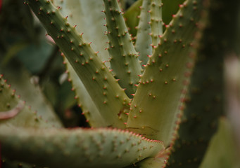 Succulent Aloe Vera Plant Close Up
