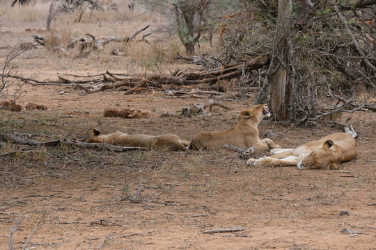Lion yawning with family around sleeping