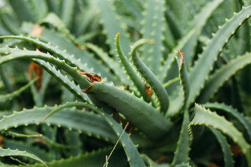Succulent Aloe Vera Plant Close Up
