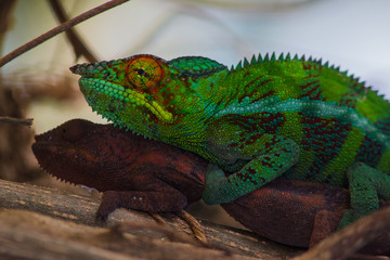 pristine nature: colourful male and female panther chameleons (Furcifer pardalis) reproducing in northern madagascar ambilobe