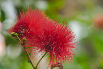 Red Flower