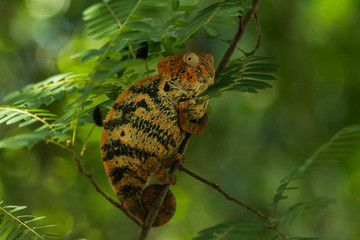 pristine nature: colourful male panther chameleons (Furcifer pardalis) in its natural habitat northern madagascar Ankarafantsika