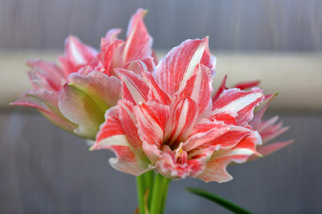 Picturesque blossoming of a beautiful flower in the winter in the greenhouse