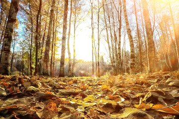 autumn park sun landscape / seasonal autumn landscape in a yellow park, sun rays at sunset in October