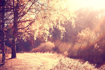 autumn park sun landscape / seasonal autumn landscape in a yellow park, sun rays at sunset in October