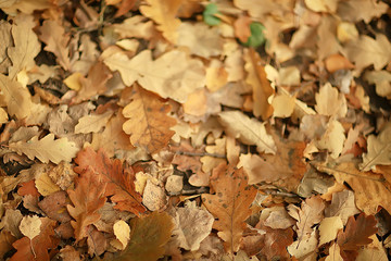 yellow leaves bokeh seasonal background / beautiful autumn leaves yellow branches abstract background, leaf fall concept