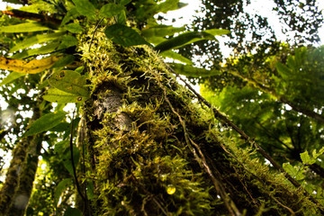 Primary rainforest close up tree