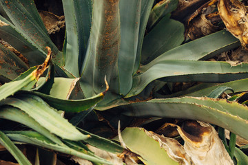 Agave leaves green and dry plant