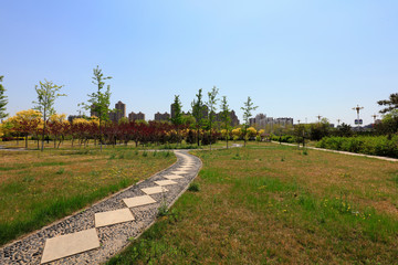 Stone Roads and Greening Plants in Parks