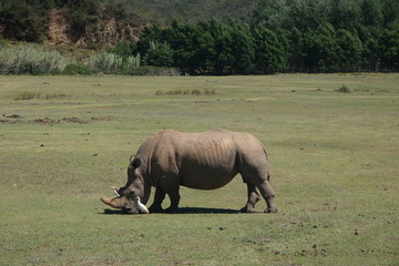 Obraz premium Rhino eating in between birds
