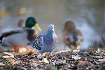 duck autumn park pond / bird by the pond in the park, mallard migratory bird
