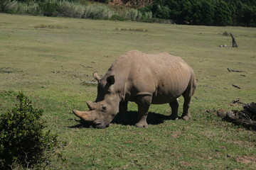 Obraz premium Rhino eating