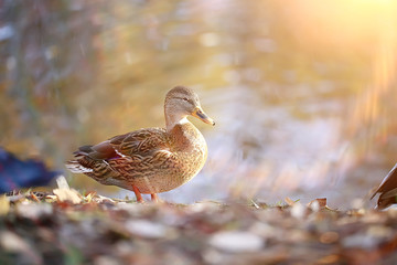 duck autumn park pond / bird by the pond in the park, mallard migratory bird