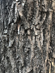 Old Wood Bark Tree Texture Background Pattern..