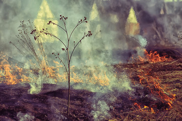 fire in the field / fire in the dry grass, burning straw, element, nature landscape, wind
