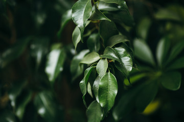 Freshness of nature and plants