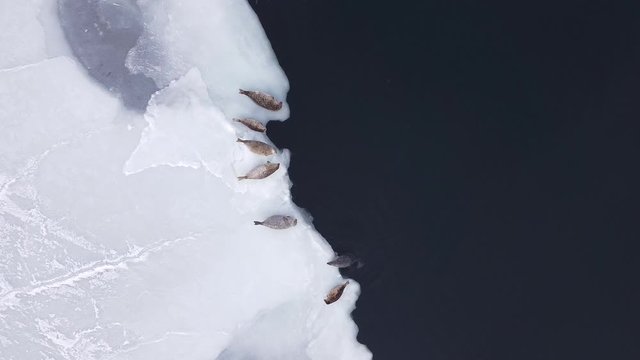 Seals (spotted seal, largha seal, Phoca largha) laying on the edge of ice and swimming in blue sea water in sunny winter day. Aerial drone footage of cute sea mammals. Wild spotted seals in nature.