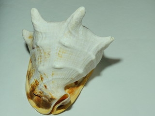 the shell of the mollusk is white.sea shell.