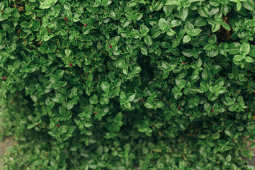 Green flower fleshy leaves background