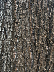 texture of tree bark close-up. Natural wood background