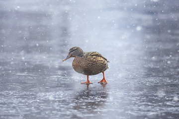 wintering birds / bird flock, winter lake, wild birds on winter lake, seasonal, migratory ducks