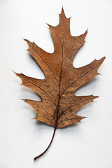 Naklejka premium feuille de chêne en automne