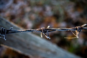 Gefrorener Stacheldraht