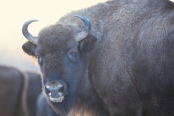 Aurochs bison in nature / winter season, bison in a snowy field, a large bull bufalo