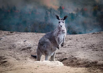 Fotobehang  kangaroo from australia saved during the forest fire 2020 © Marcio