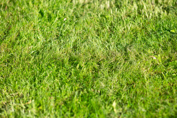 gazon, herbe verte dans un jardin. lawn, green grass in a garden.