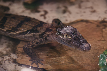 Crocodile portrait in water