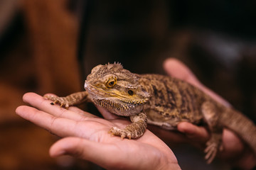 Bearded dragon hands stock photo