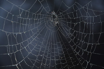 Spinnennetz