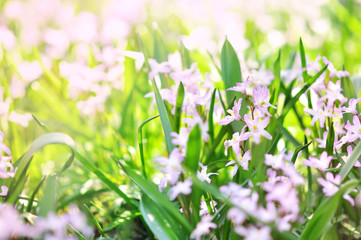 Obraz na płótnie Canvas Spring blossoming chionodoxa flowers in green shiny meadow background, selective focus, shalow DOF, toned
