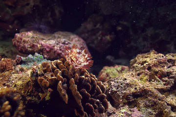 nudibranch molusk underwater photo / sea macro under water