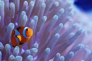  anemoonvis koraalrif / macro onderwaterscène, uitzicht op koraalvissen, onderwaterduiken © kichigin19
