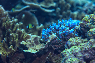 coral reef macro / texture, abstract marine ecosystem background on a coral reef