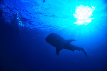 whale shark scene landscape / abstract underwater big sea fish, adventure, diving, snorkeling