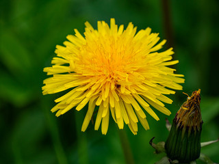 Close up of blooming yellow dandelion flower Taraxacum officinale. © Roman's portfolio