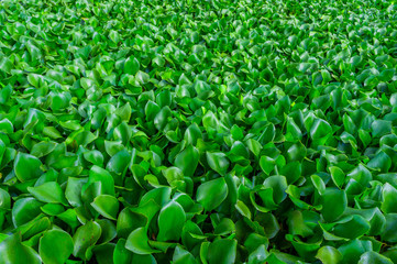 Obraz premium Water plant in the swamp, a lot of green leaves. Texture